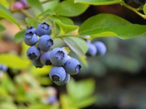 Bosbessen: voordelen, bessen plukken en gebruik