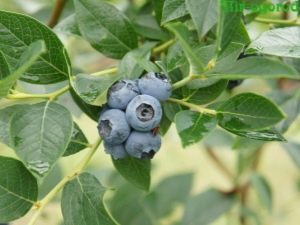 Bosbessen: planten en verzorgen in de buitenwijken