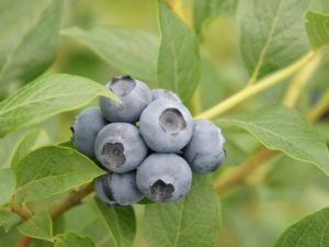 Blueberry River: beschrijving en kenmerken van het ras