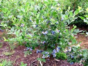 Blueberry tall: beschrijving van rassen en teeltgids