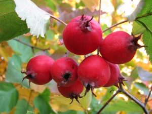 Apakah kesan hawthorn pada badan lelaki?