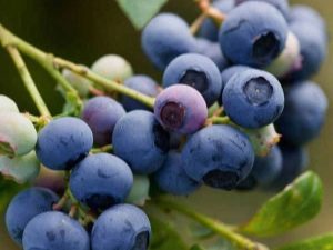 Bosbessen in de tuin: kenmerken van het kweken van heerlijke bessen