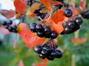 Aronia: uprawa i aplikacja