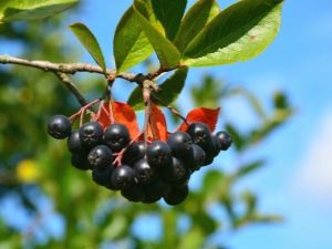 Aronia: skład chemiczny, zastosowanie i przeciwwskazania 