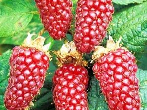 Ezhemalina Loganberry: rasbeschrijving en verzorgingstips