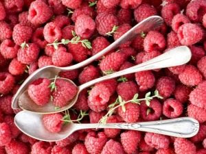 Raspberry Himbo Top: opis i lądowanie