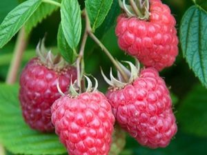 Raspberry Joan J: kenmerken en zorgregels