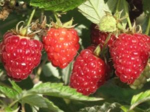 Raspberry Kirzhach: wat is deze variëteit en wat zijn de voordelen?