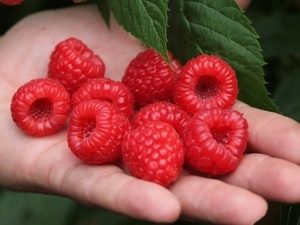 Raspberry Maravilla: kenmerken van de variëteit en zorgregels