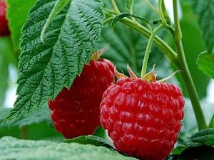 Raspberry Meteor: onderscheidende kenmerken en plantregels