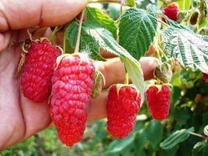 Framboos Ruby-ketting - Verscheidenheidskenmerken 