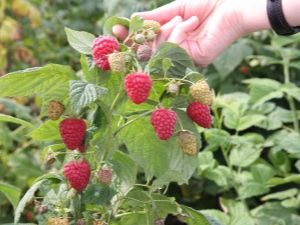 Raspberry Sugana: regels voor planten en verzorging