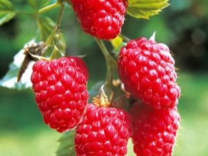 Raspberry Tarusa: raskenmerken, zaailingen en planten