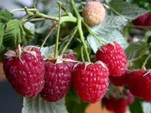 Raspberry Crane: kenmerken en verzorgingstips