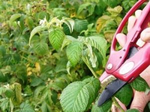 Frambozensnoeien: goede verzorging in verschillende seizoenen