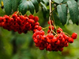 Gewone lijsterbes: plantbeschrijving, teelt en verzorging 