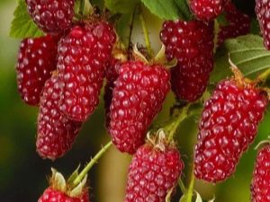 Description of the Tayberry raspberry: hybrid cultivation, advantages and disadvantages of the variety 