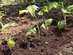 Raspberry-voortplanting: methoden en hun kenmerken