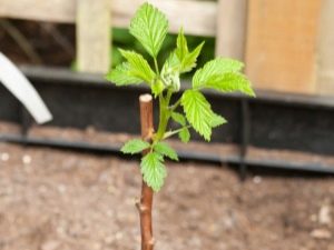 Raspberry Care in Spring: een beginnershandleiding