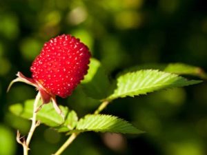 Maliny truskawkowe: rozmnażanie i pielęgnacja