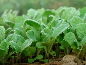 Bloemkool voor zaailingen: de subtiliteiten van planten en groeien