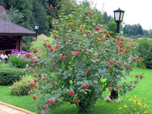 Hoe viburnum te planten en te laten groeien, hoe voor de plant te zorgen?