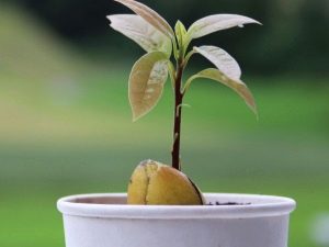 Hoe een avocado thuis uit een zaadje te laten groeien?