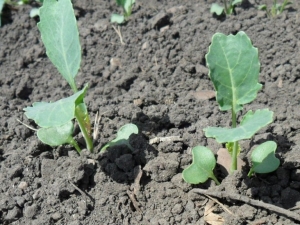 Wanneer broccoli voor zaailingen planten en hoe het correct te laten groeien?