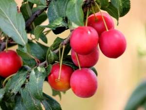 Ciruela roja: variedades y características de aplicación.