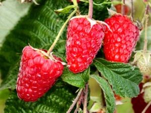 Raspberry Atlant: kenmerken van de variëteit en aanbevelingen voor zorg