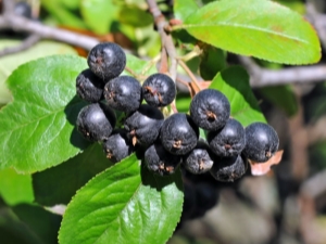 Beschrijving van appelbes: nuttige eigenschappen en plantenteelt