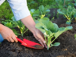 Kool planten: zaaitechniek en teeltregels