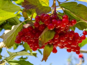 Regels voor het gebruik van viburnum tegen druk