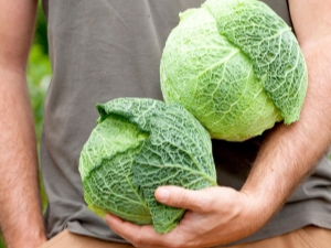 Savooikool: kenmerken en variëteiten, planten en verzorgen, tips voor opslag en gebruik