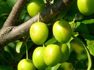 Eigenschappen en kenmerken van het gebruik van groene kersenpruim