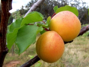 Apricot Royal: sordikirjeldus ja kasvatamise näpunäited