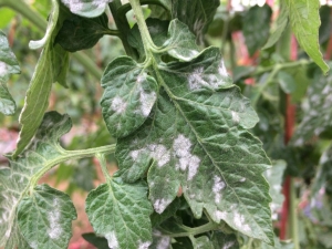 Witte vlekken op de bladeren van tomatenzaailingen: oorzaken en behandeling