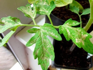 Witte vlekken op tomatenbladeren: oorzaken en behandeling