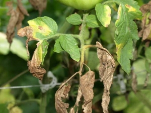 Ziekten en plagen van aardappelen: beschrijving en behandelingsmethoden