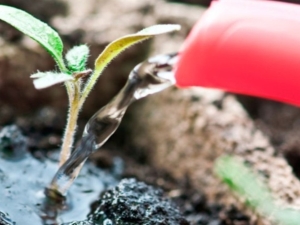 How can you feed tomato seedlings?