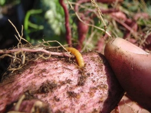 Hoe aardappelen van draadworm te verwerken voor het planten?