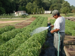 Hoe tomaten te voeren na het planten in de grond?