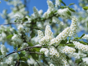 Czeremcha: czas kwitnienia w różnych regionach Rosji