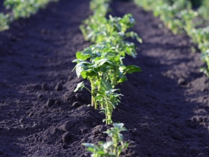 Hoeveel dagen na het planten ontkiemen aardappelen en waar hangt het van af?