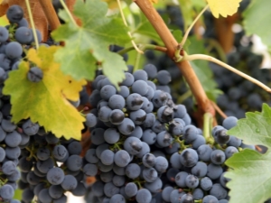 Black grapes Kishmish Potapenko: characteristics and cultivation