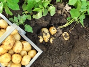 What to plant next to the potatoes next door?