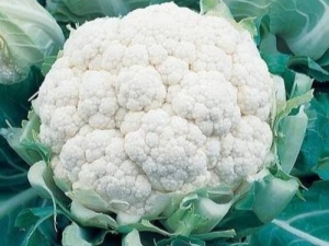 Boule de neige de chou-fleur: caractéristiques de la variété et de la culture