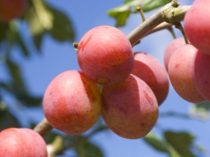 Hybriden van pruim, abrikoos en perzik: namen en beschrijvingen van nieuw fruit