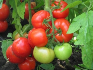 Kenmerken van de hybride tomatenvariëteit Juggler F1