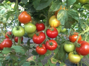 Kenmerken en beschrijving van het tomatenras Red Guard F1